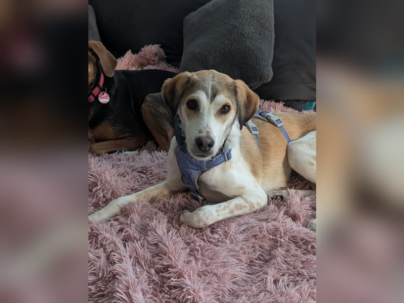 Pino sucht sein Traumzuhause