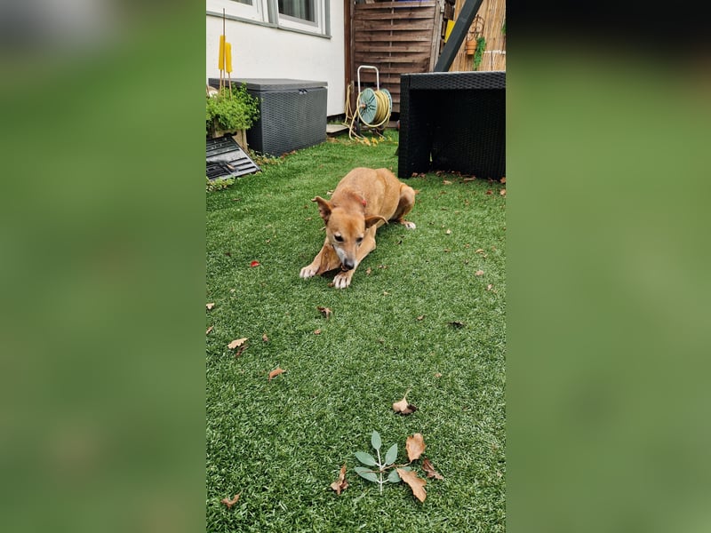 Rosy sucht ihr Traum Zuhause