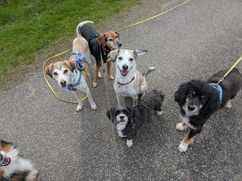 Pino sucht sein Traumzuhause