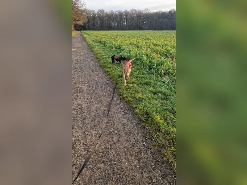 Rosy sucht ihr Traum Zuhause