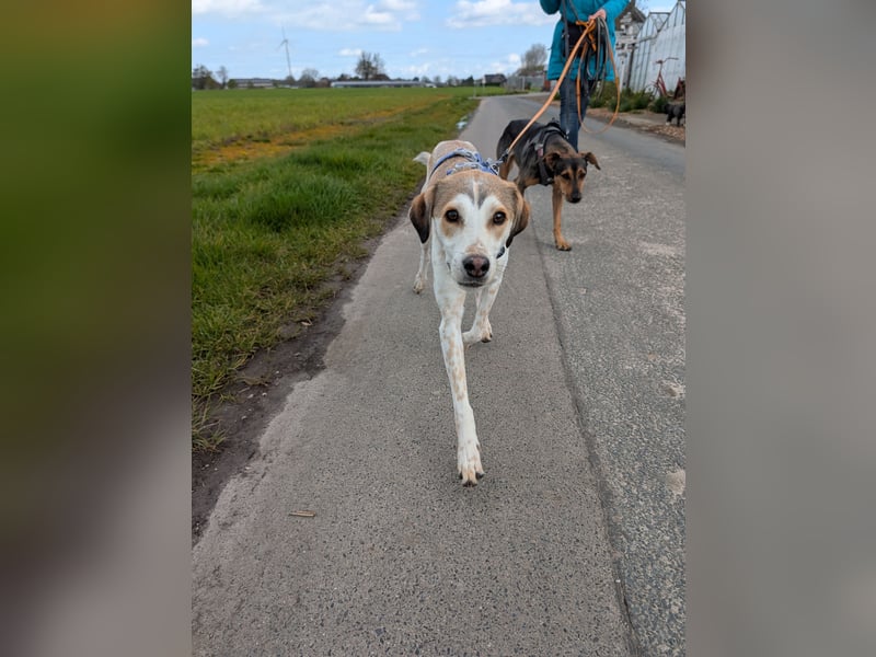 Pino sucht sein Traumzuhause