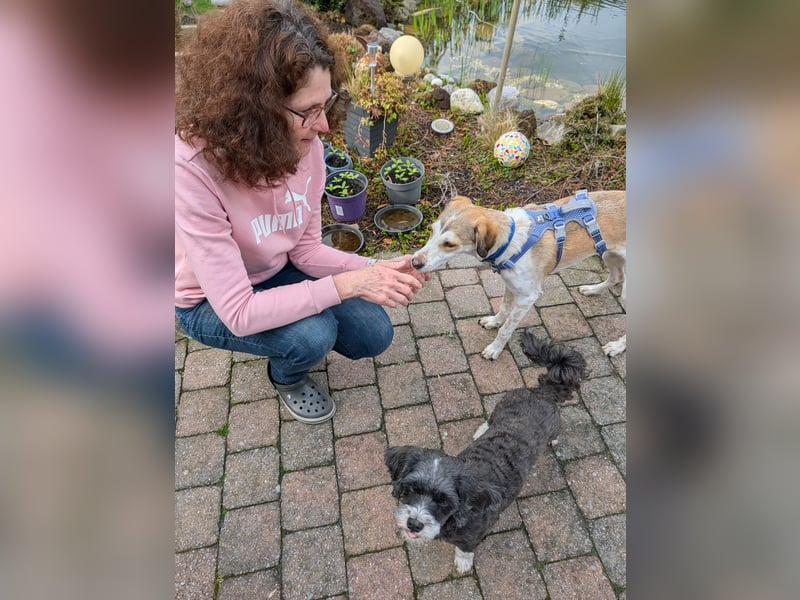 Pino sucht sein Traumzuhause