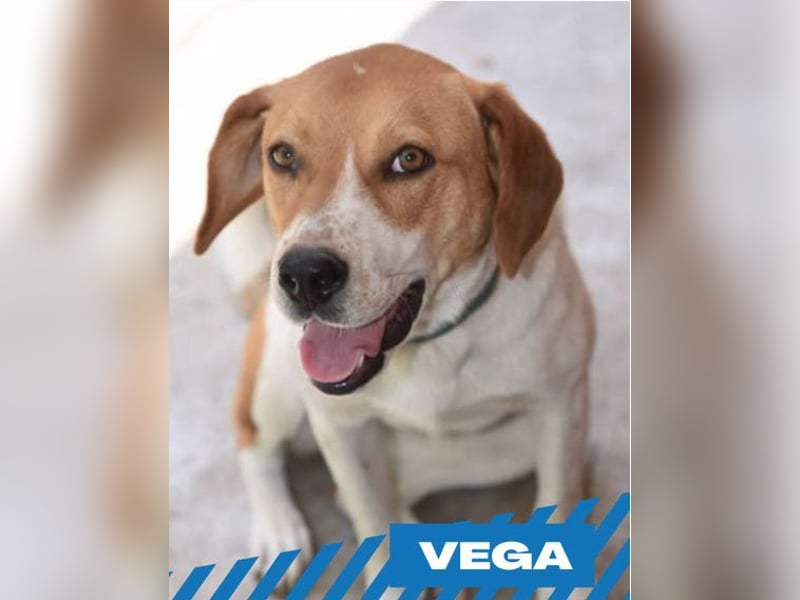 Vega