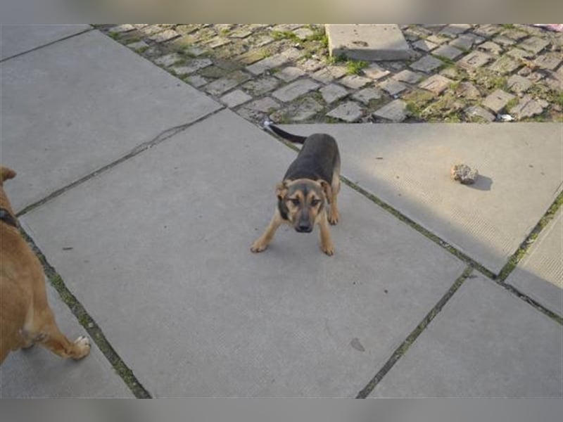 Benedek - süßer Bub sucht Familie