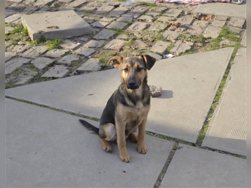 Benedek - süßer Bub sucht Familie