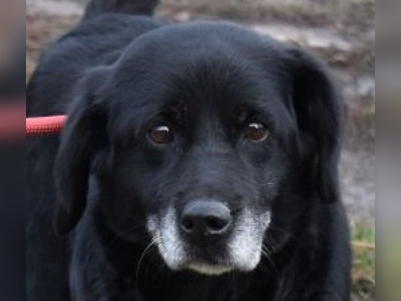 Kolett - freundlich und lebensfrohe Begleiterin