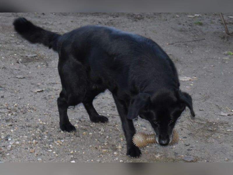 Kolett - freundlich und lebensfrohe Begleiterin
