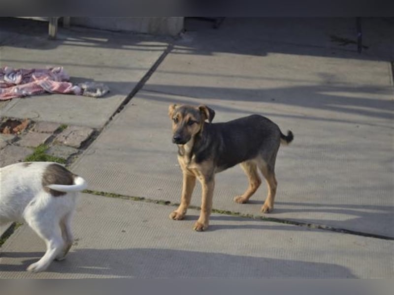 Benedek - süßer Bub sucht Familie