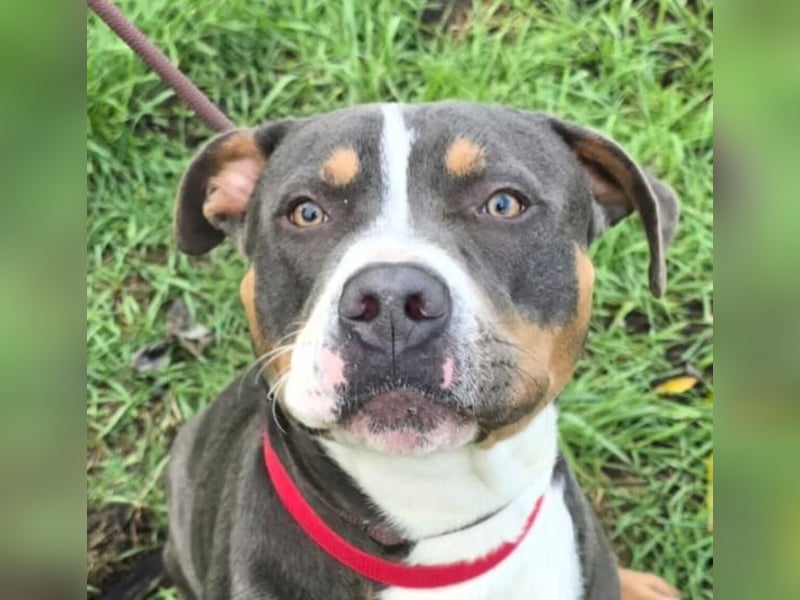 Adonis - Dein neuer bester Freund?