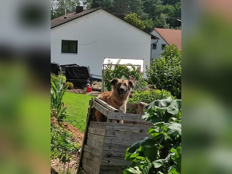 Skoppy neues Zuhause gesucht