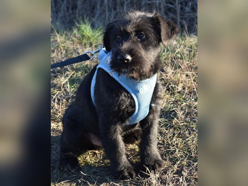 Robin Hood - Freiheitskämpfer