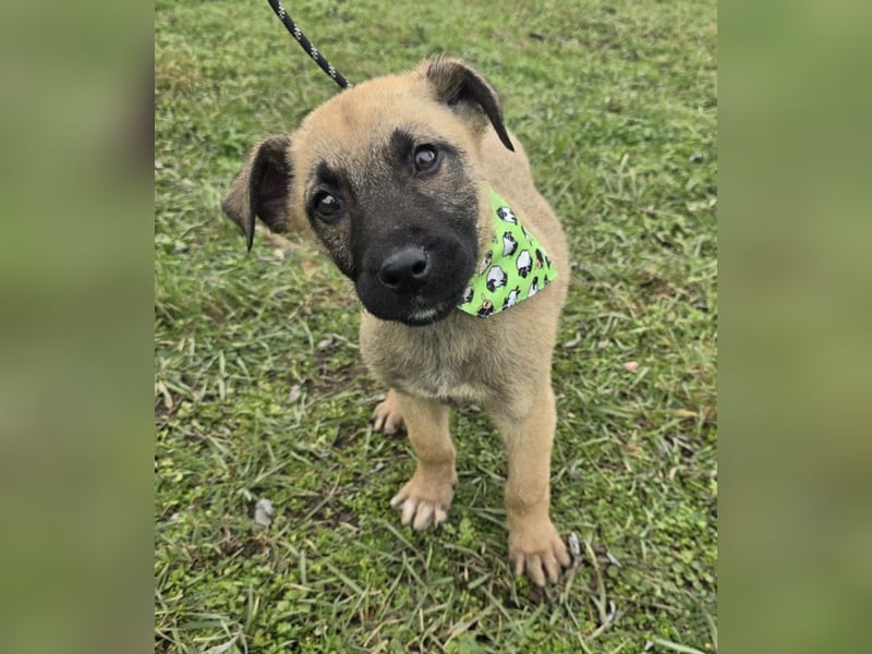 Goofie - im Müll entsorgt