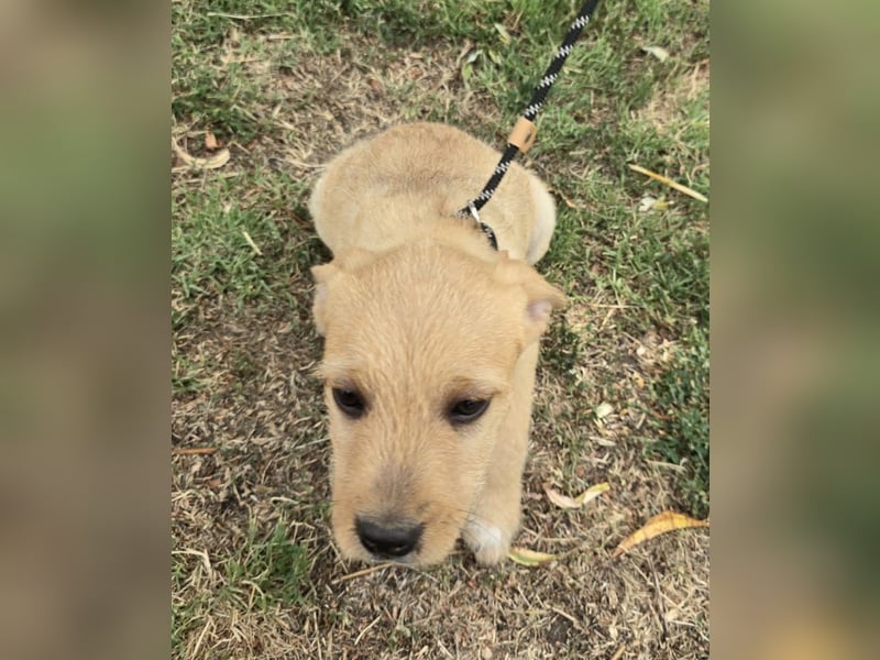 Cooper - Potential zum Familienhund