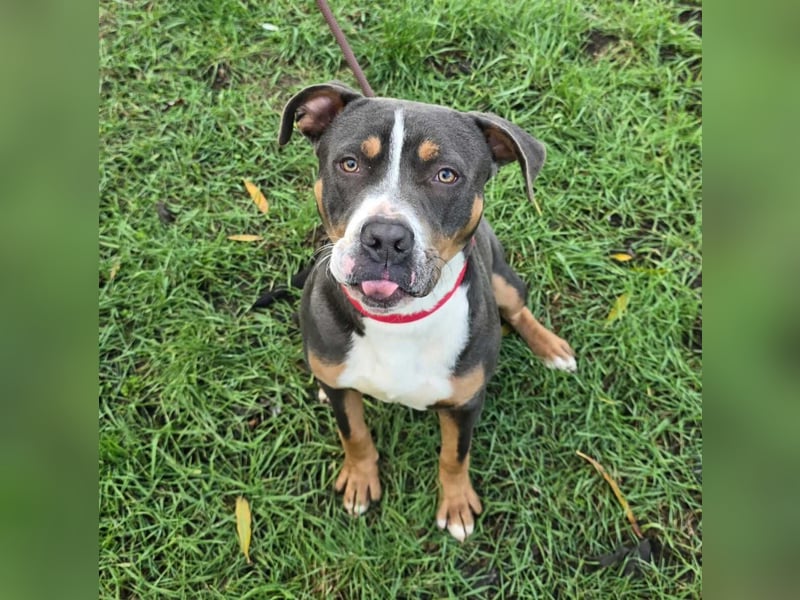 Adonis - Dein neuer bester Freund?