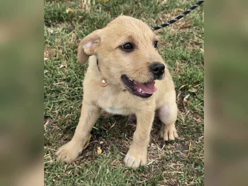 Cooper - Potential zum Familienhund