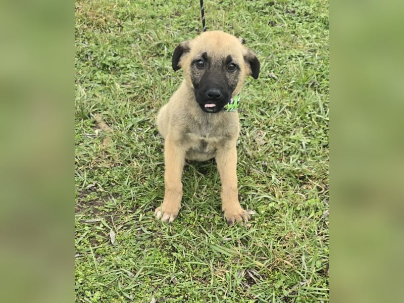 Goofie - im Müll entsorgt