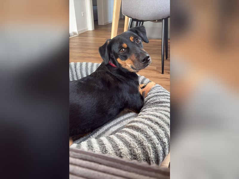Wilma - Trennungsopfer (Pflegestelle Raum Hannover)