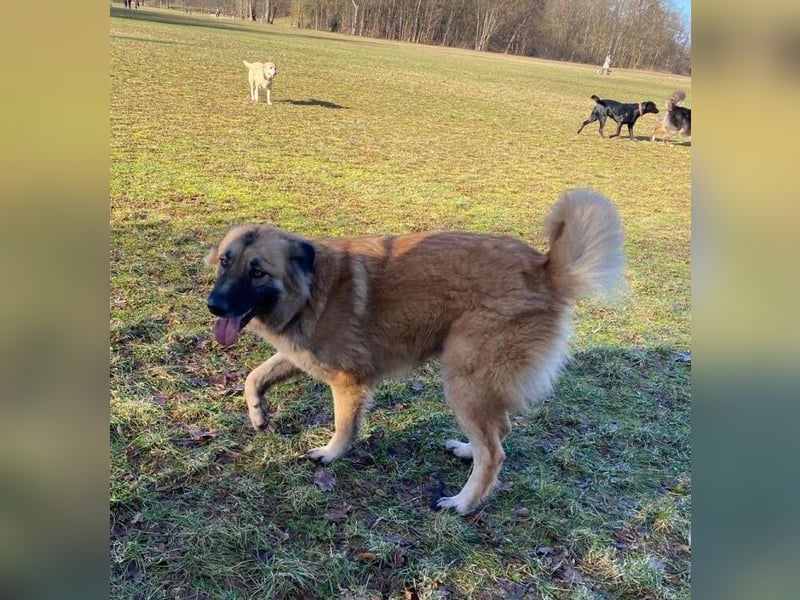 Skoppy neues Zuhause gesucht