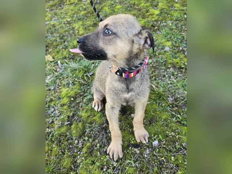 Goldie Mae - einfach nur goldig!