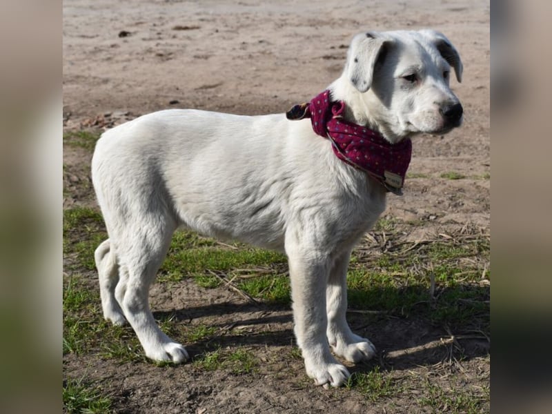 Dixie hübsche junge Hundedame