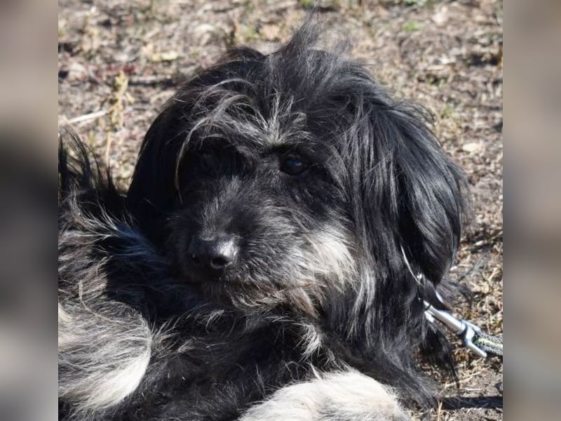 Mylah bezaubernde Hundedame