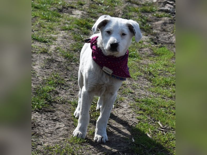 Dixie hübsche junge Hundedame