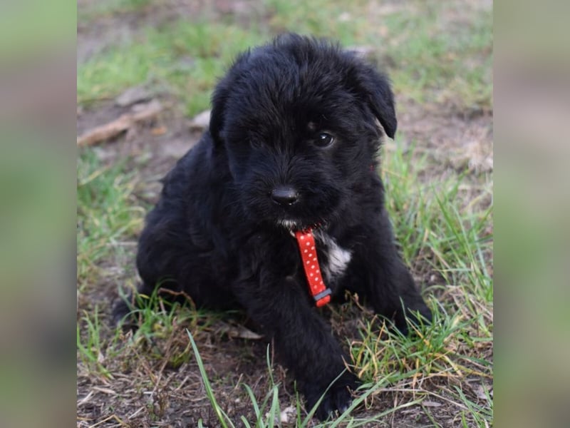 Moon - einfach ausgesetzt
