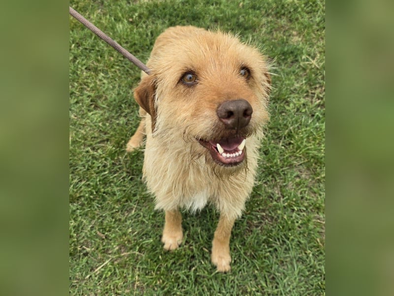Hermes - Potenzial zum Familienhund