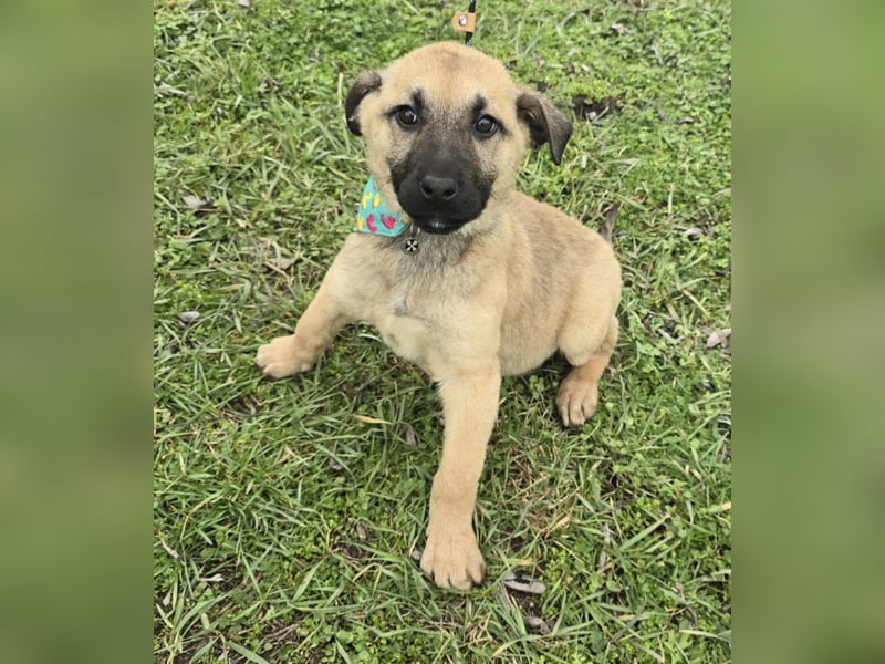 Golda wurde mit ihren 7 Geschwistern einfach entsorgt!