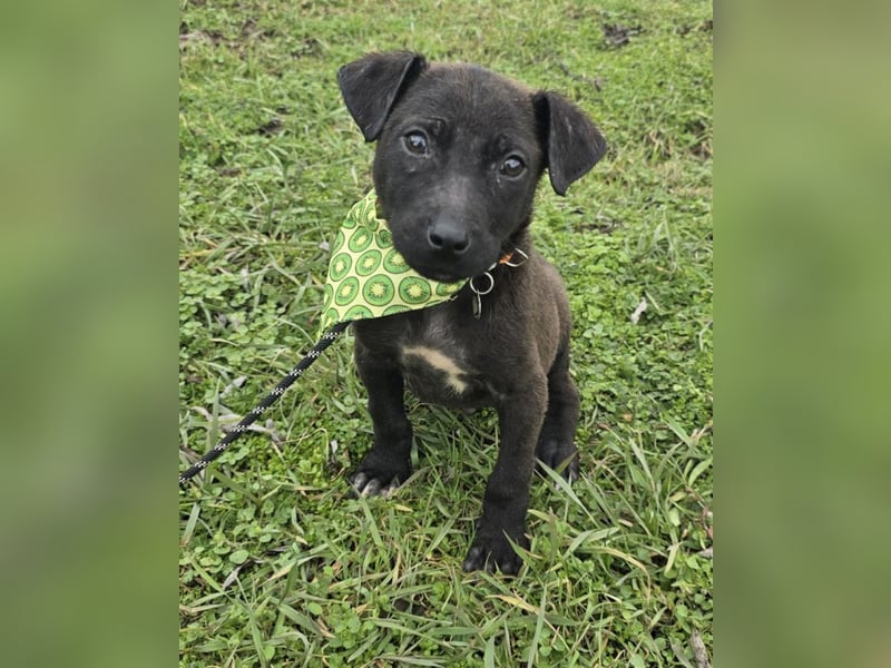 Gadget - einer von 8 im Müll entsorgt!