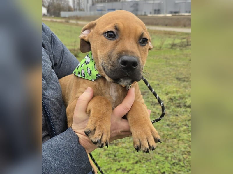 Macchiato Herzensbrecher (auf Pflegestelle in Schleswig Holstein)