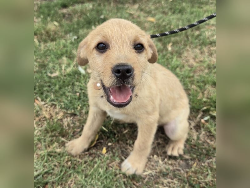 Cooper - Potential zum Familienhund