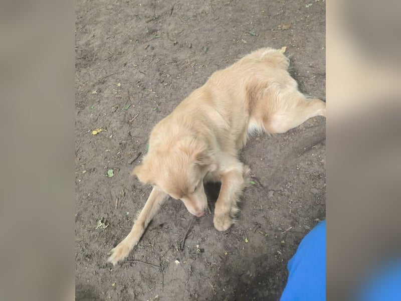 Wallace jetzt Simba (auf Pflegestelle in Schleswig Holstein)