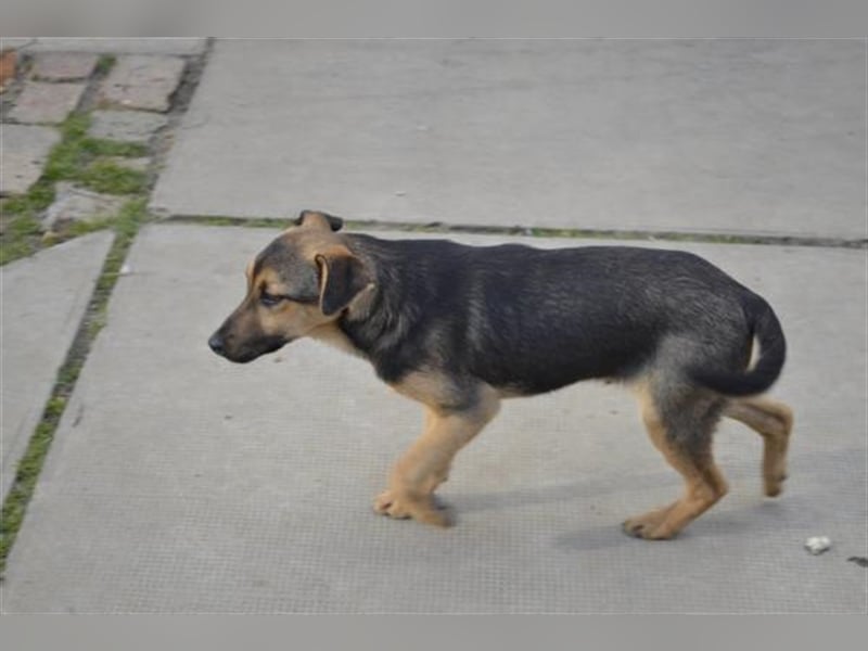 Benedek - süßer Bub sucht Familie