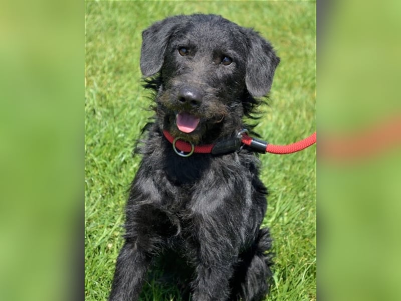 Kevin - toller Kumpel sucht