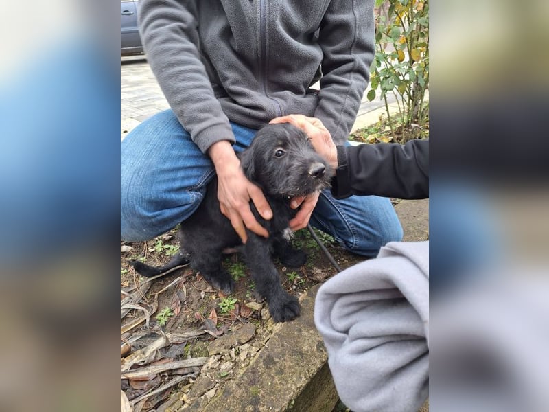 Robin Hood - Freiheitskämpfer