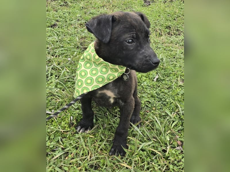 Gadget - einer von 8 im Müll entsorgt!