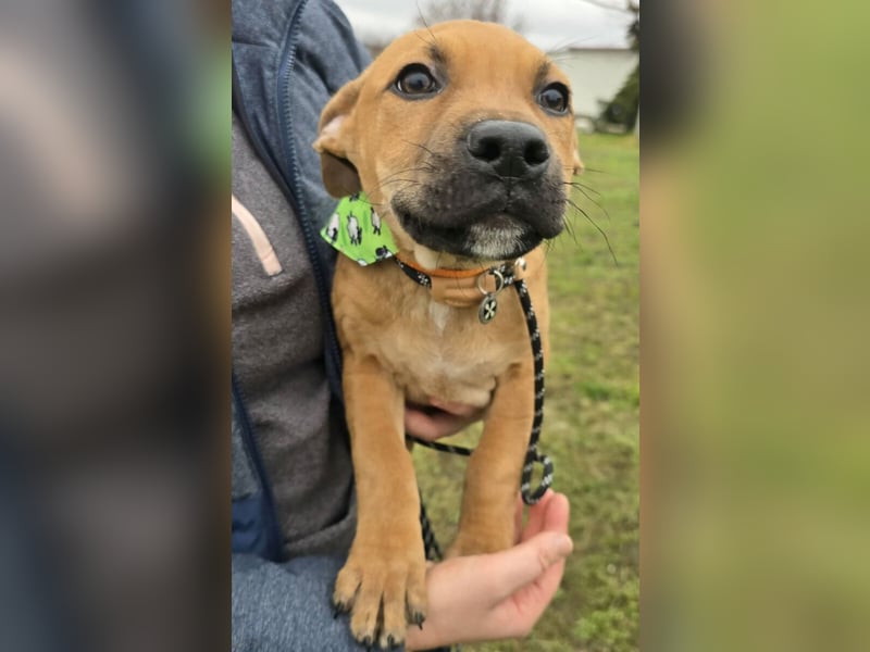 Macchiato Herzensbrecher (auf Pflegestelle in Schleswig Holstein)