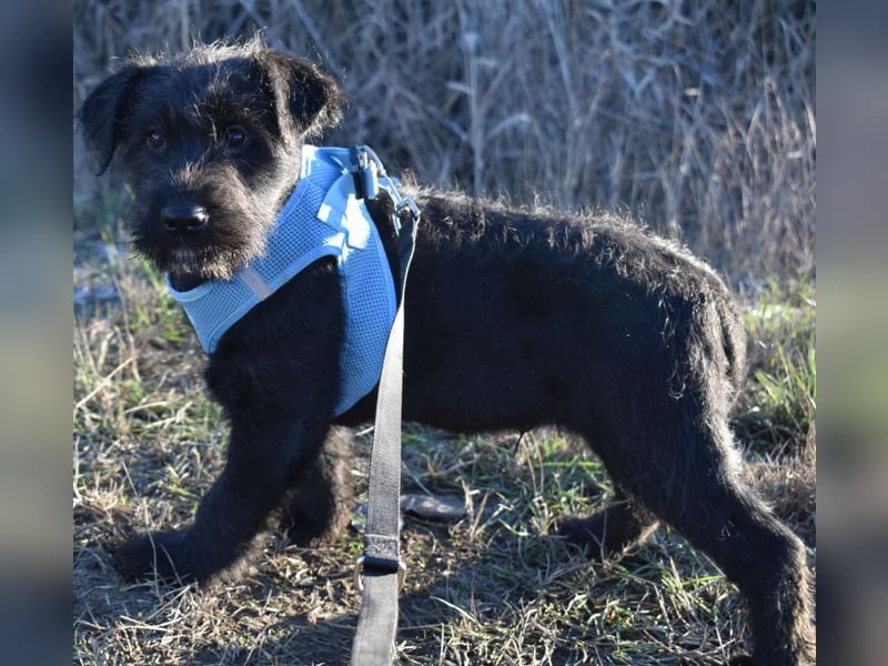 Robin Hood - Freiheitskämpfer