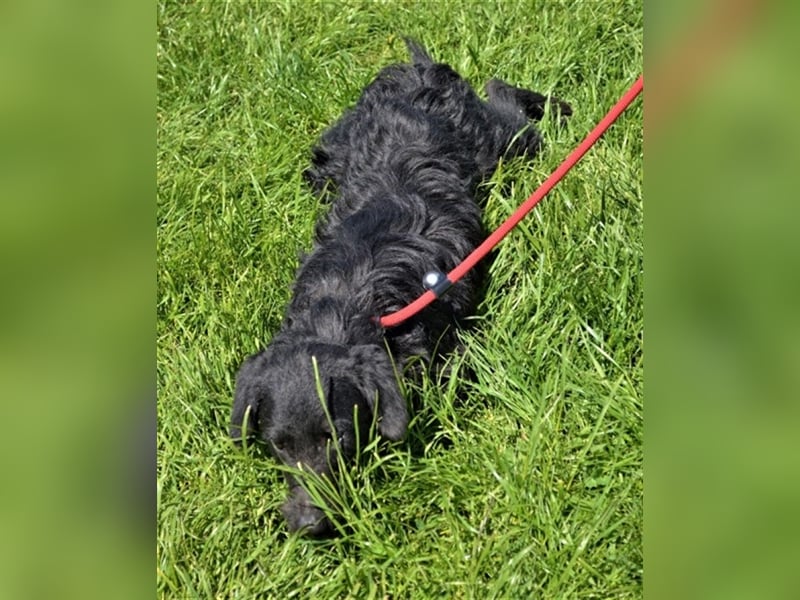 Kevin - toller Kumpel sucht