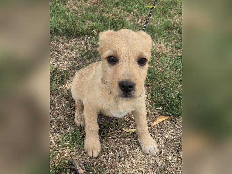 Cooper - Potential zum Familienhund