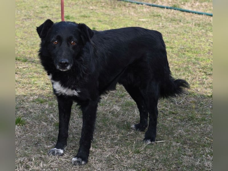 Matyi gehört noch nicht zum alten Eisen