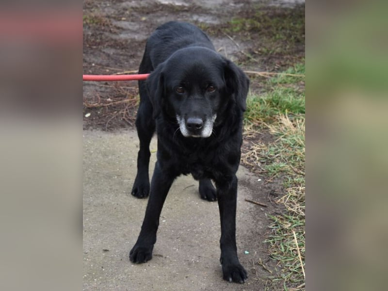 Kolett - freundlich und lebensfrohe Begleiterin
