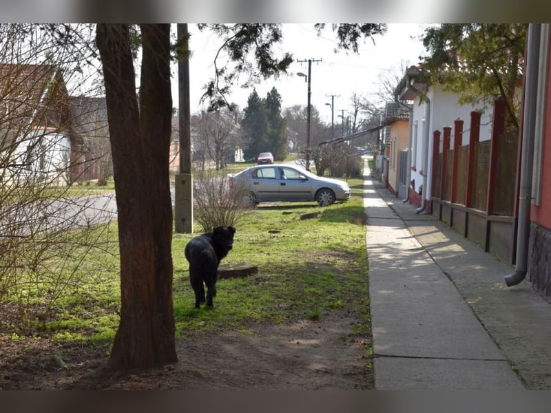 Matyi gehört noch nicht zum alten Eisen