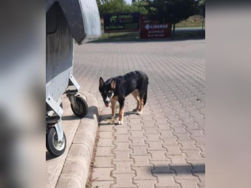 Vanessza - Menschen mit Zeit gesucht!