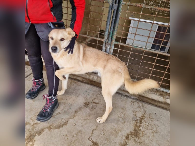 Josh Blond - treuer Kamerad