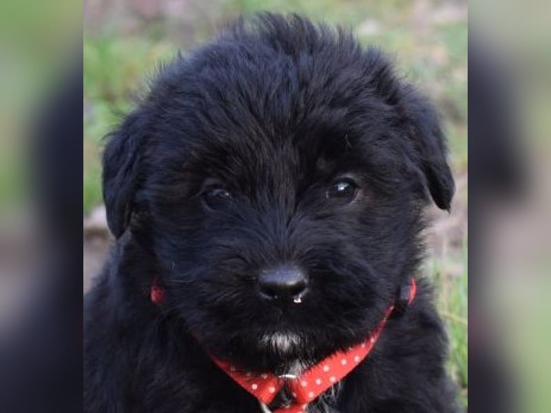 Moon - einfach ausgesetzt