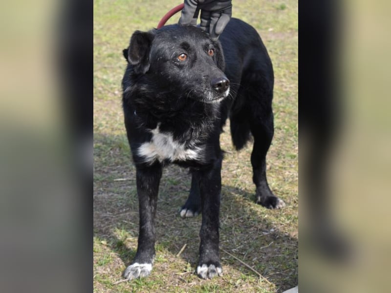 Matyi gehört noch nicht zum alten Eisen