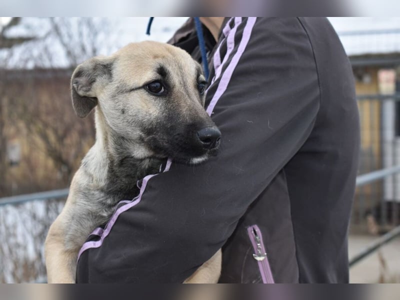 Hollis - sanfte, fröhliche Hündin sucht ein liebevolles Zuhause