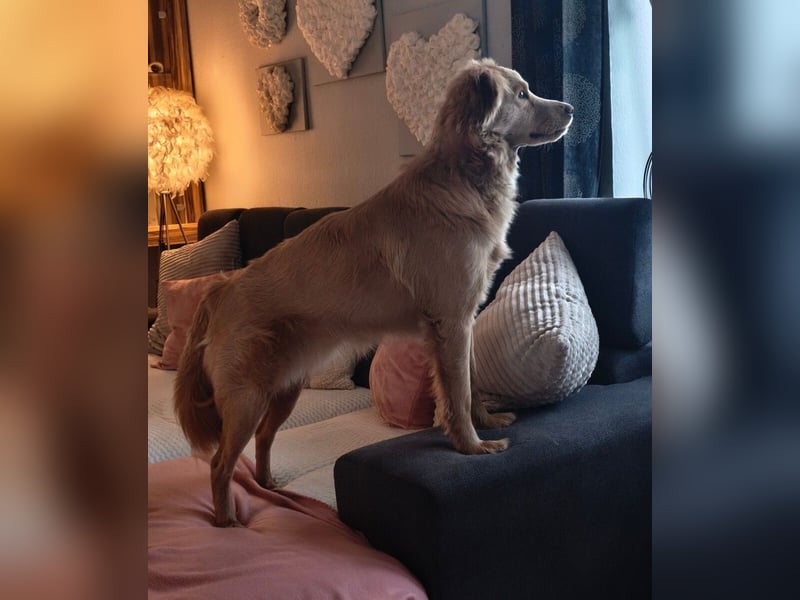 Wallace jetzt Simba (auf Pflegestelle in Schleswig Holstein)